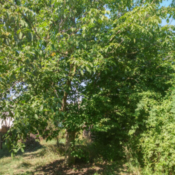 A leafy tree stands in a grassy yard under a clear blue sky.