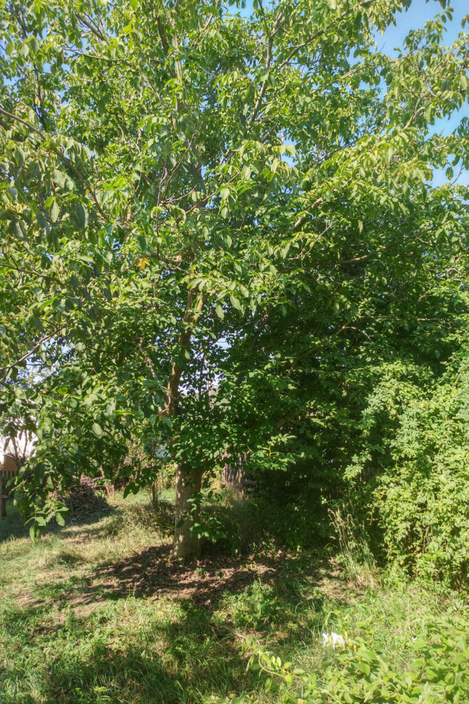 A leafy tree stands in a grassy yard under a clear blue sky.