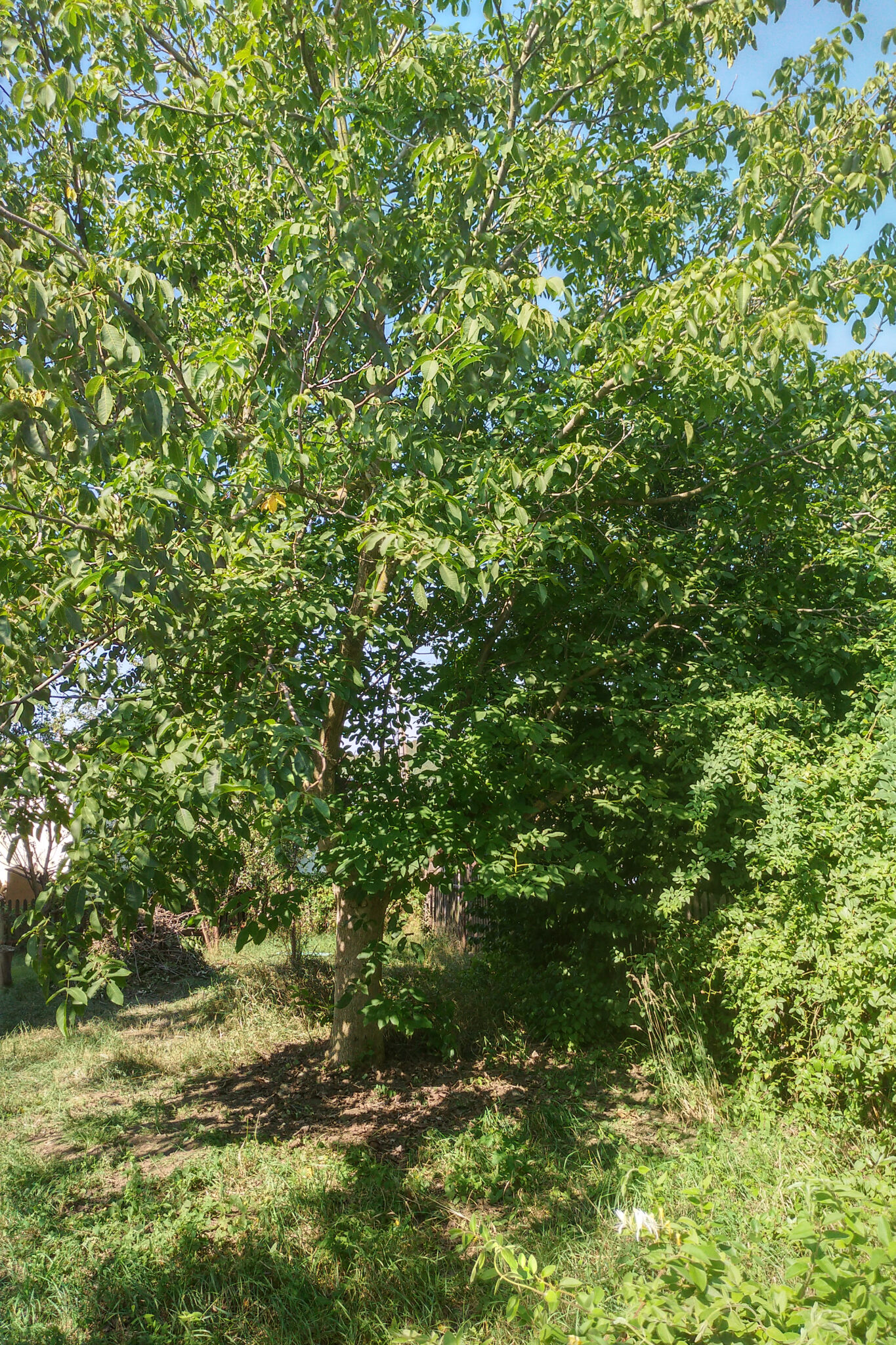 A leafy tree stands in a grassy yard under a clear blue sky.