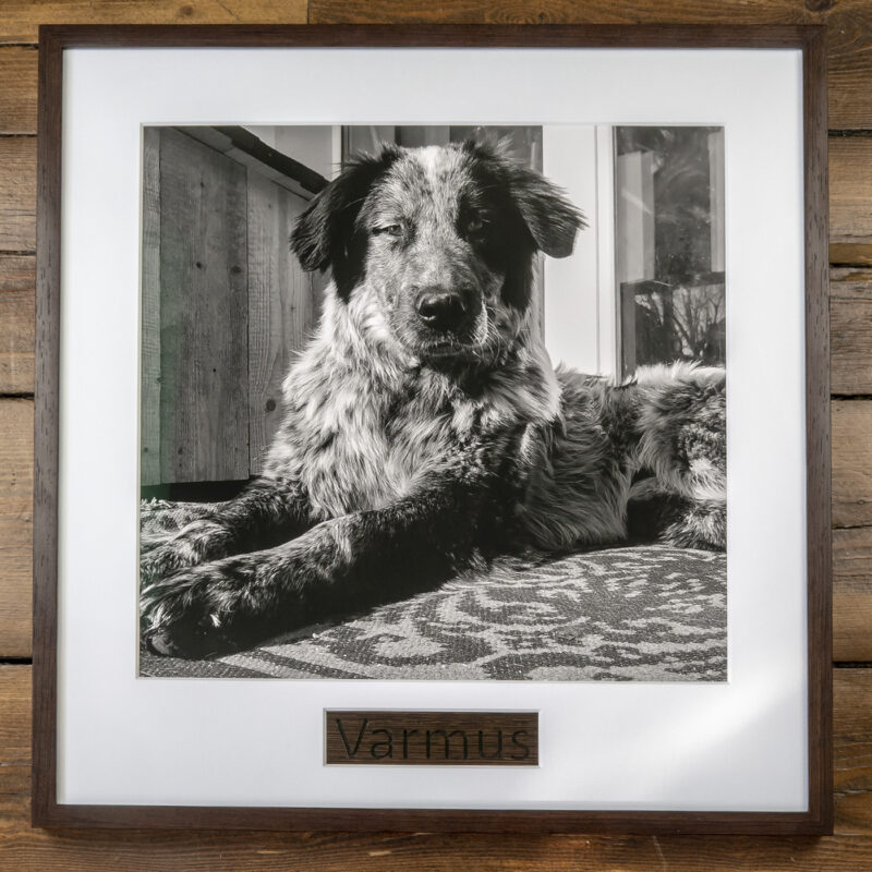 Framed black-and-white photo of a dog lying down, labeled “Varmus” on a wooden plaque.