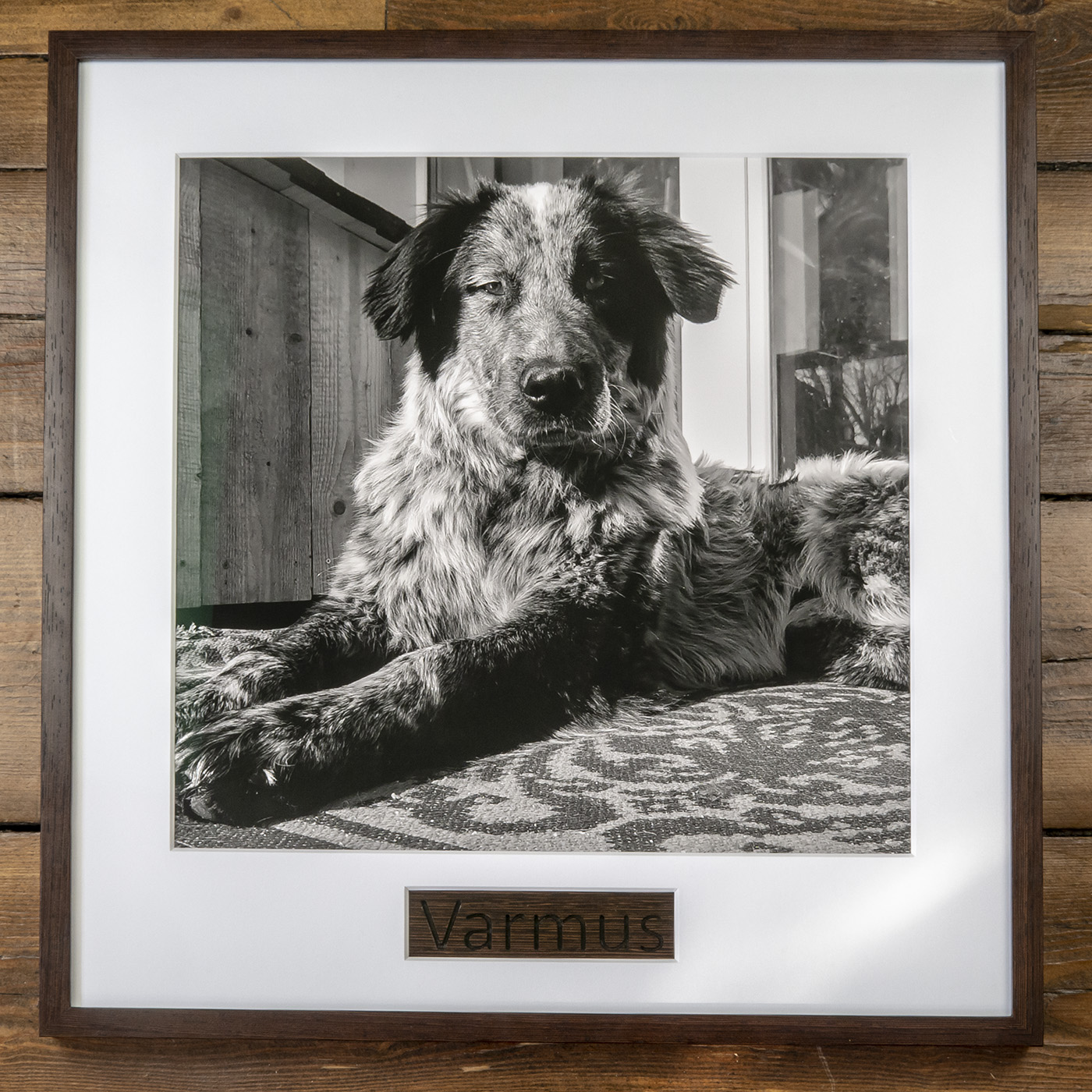 Framed black-and-white photo of a dog lying down, labeled “Varmus” on a wooden plaque.